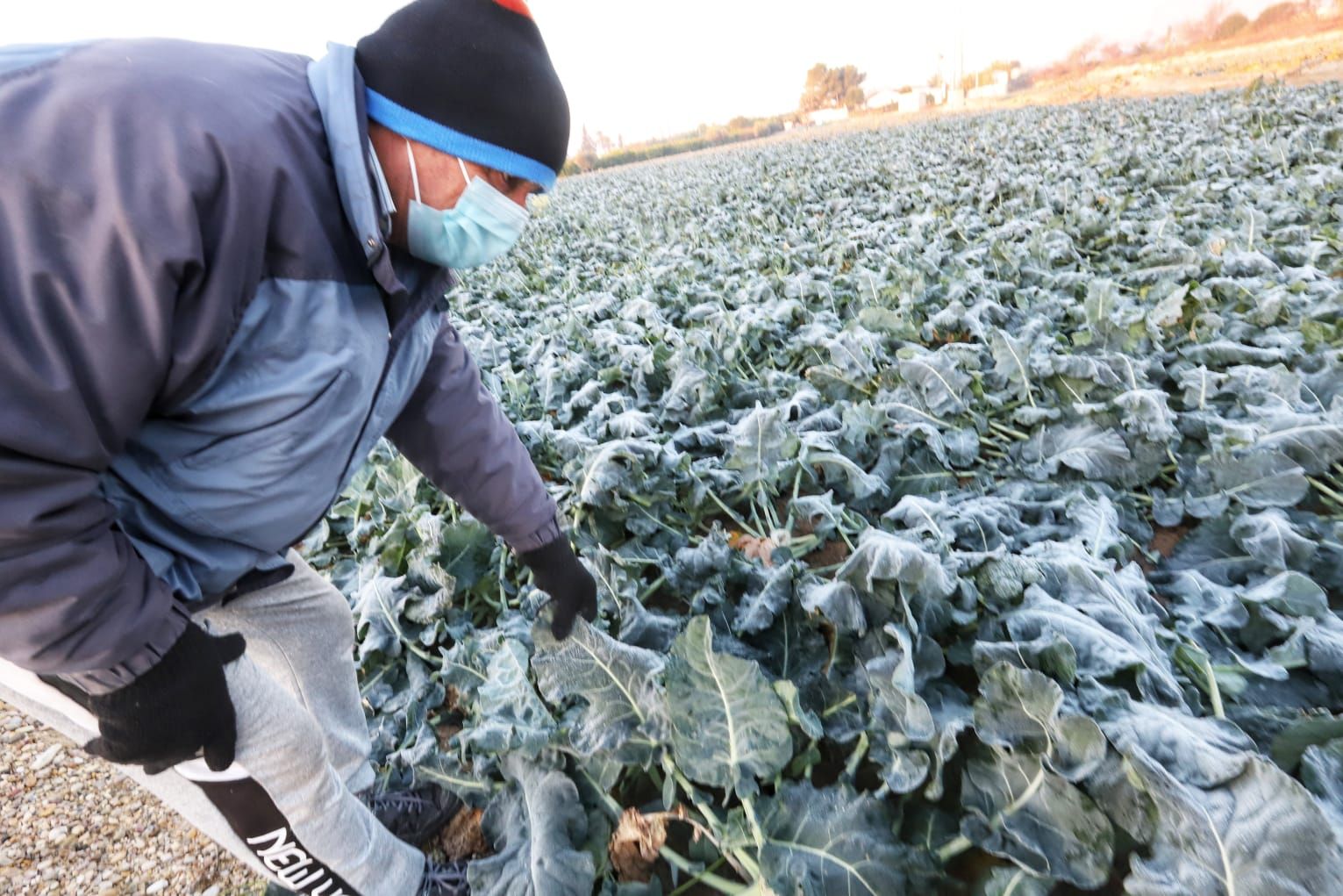 Los cultivos de la Huerta de Riguero de Poniente amanecen helados