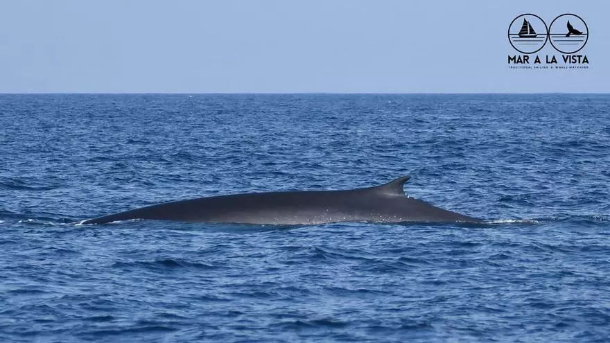 Avistada una ballena en Barcelona