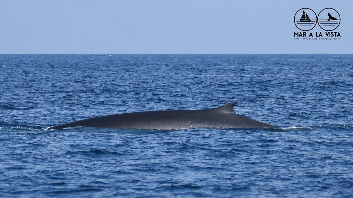 Detalle de una ballena avistada esta semana en la costa de Barcelona desde el 'Ría de Ferrol'.