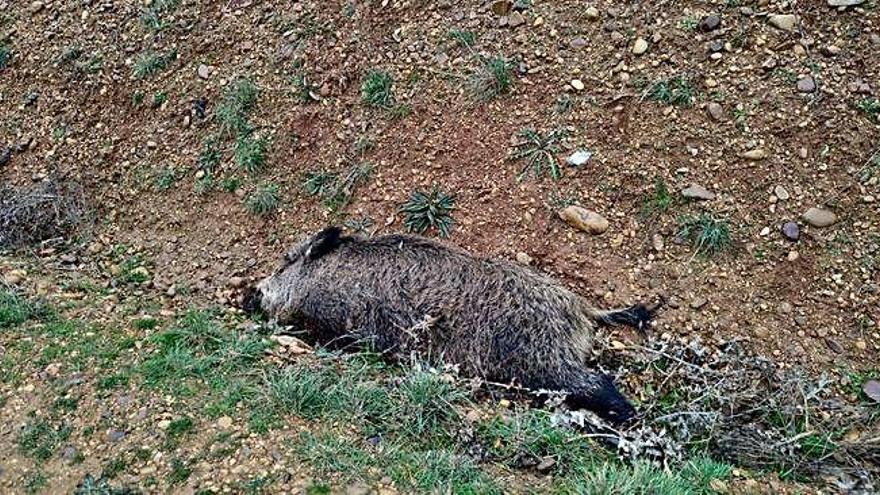 Hallan dos jabalíes muertos en las proximidades de la residencia Los Valles de Benavente