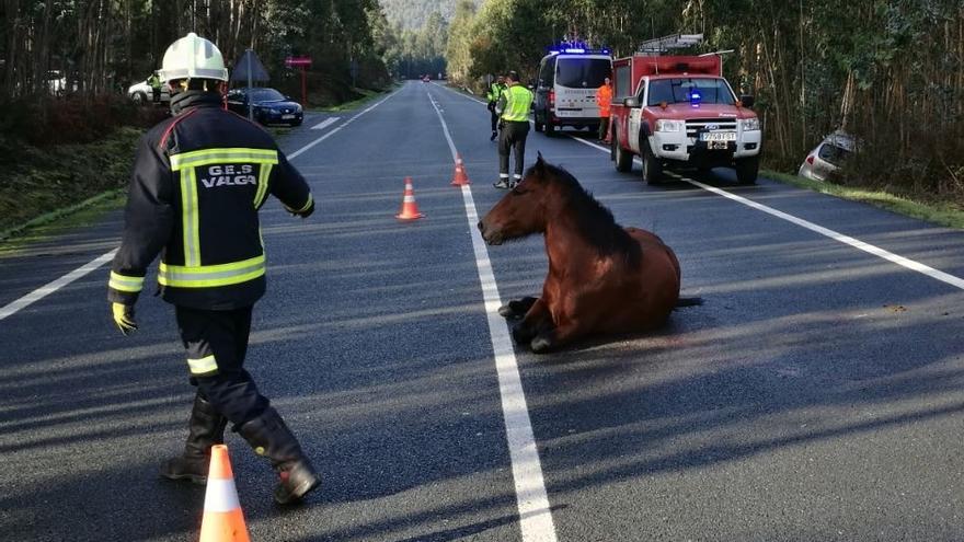 Un caballo atropellado en la carretera de Carracedo, a la altura de San Cibrán (Catoira).