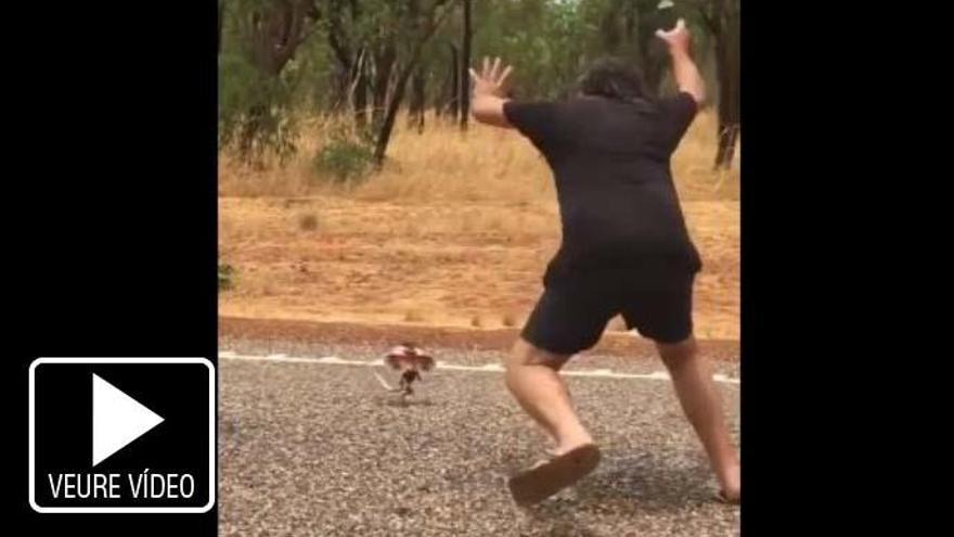 Un llangardaix enfurismat atemoreix un conductor en una carretera australiana