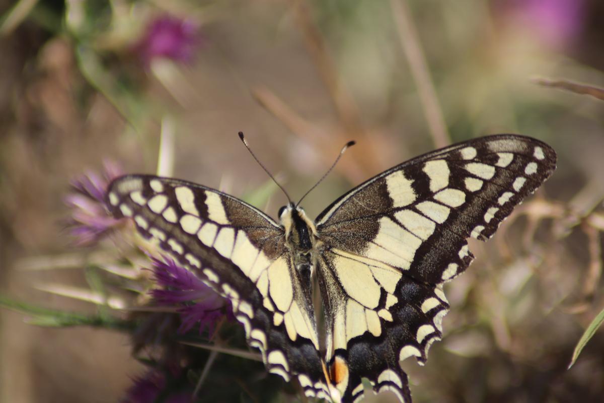 Ejemplar de Papilio Machaon libando en la flor de un cardo en Casa Plata.