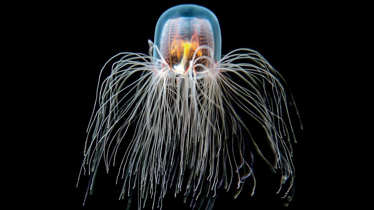 Investigan los secretos de una medusa inmortal.