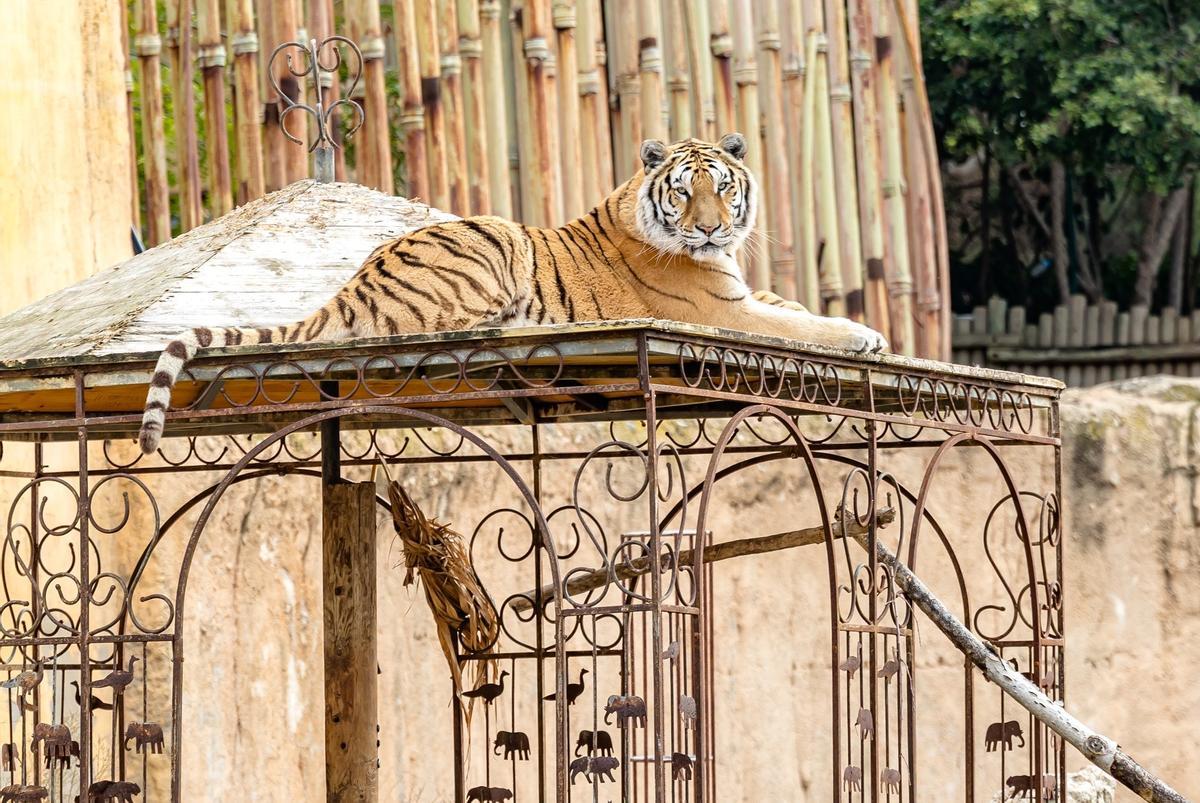 Un equipo de veterinarios, biólogos y cuidadores trabajan cada día con protocolos de bienestar animal