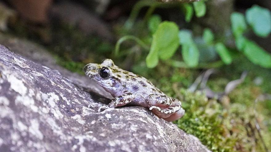 El ‘ferreret’ sólo habita en las pozas de los torrentes de la Serra de Tramuntana.