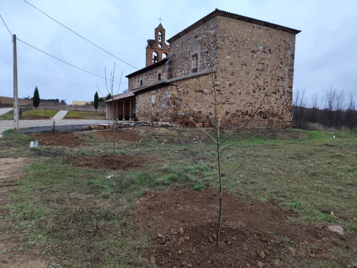 Plantaciones realizadas en Paladinos del Valle.