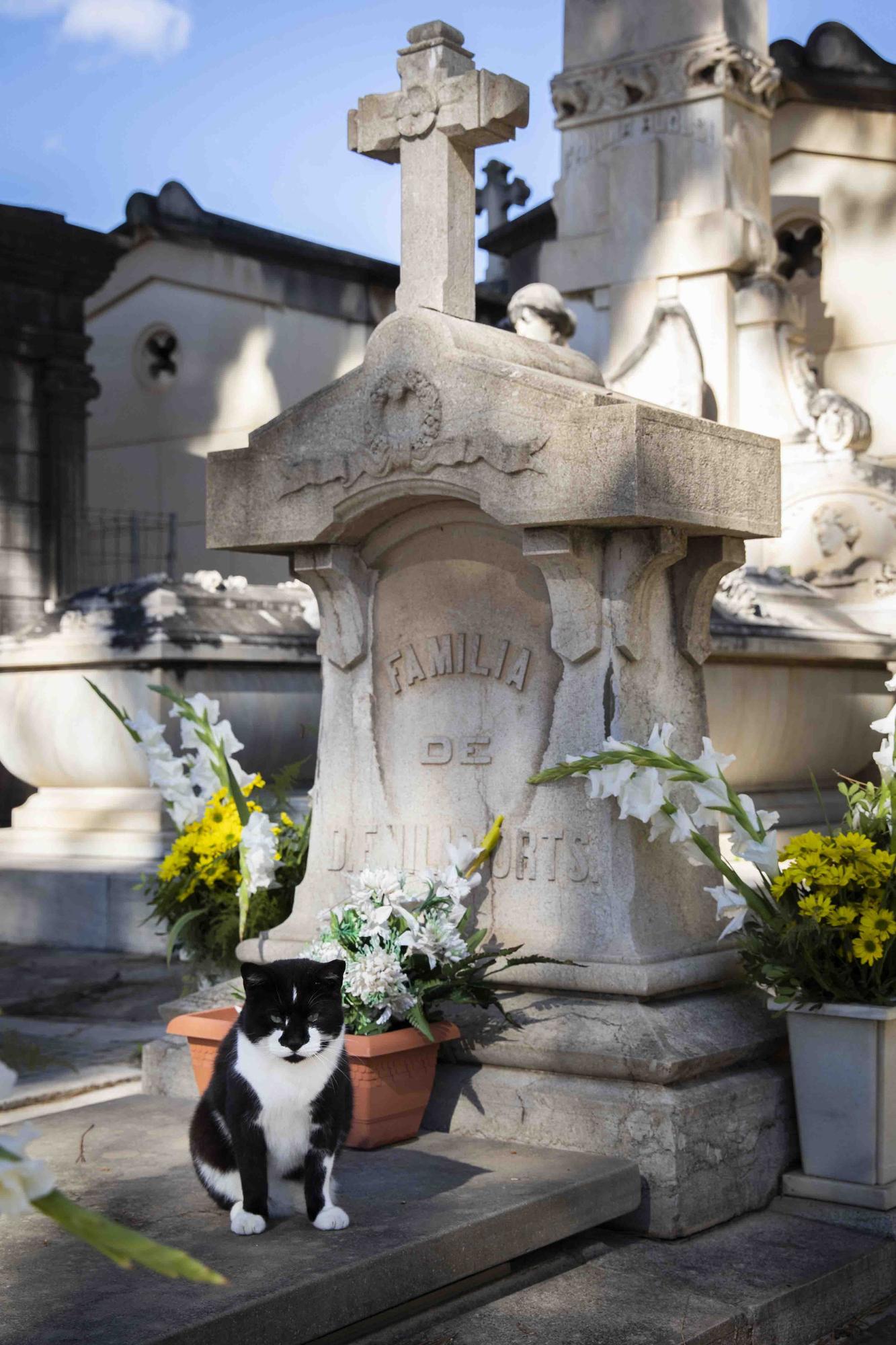 Los gatos del Cementerio General en Todos los Santos