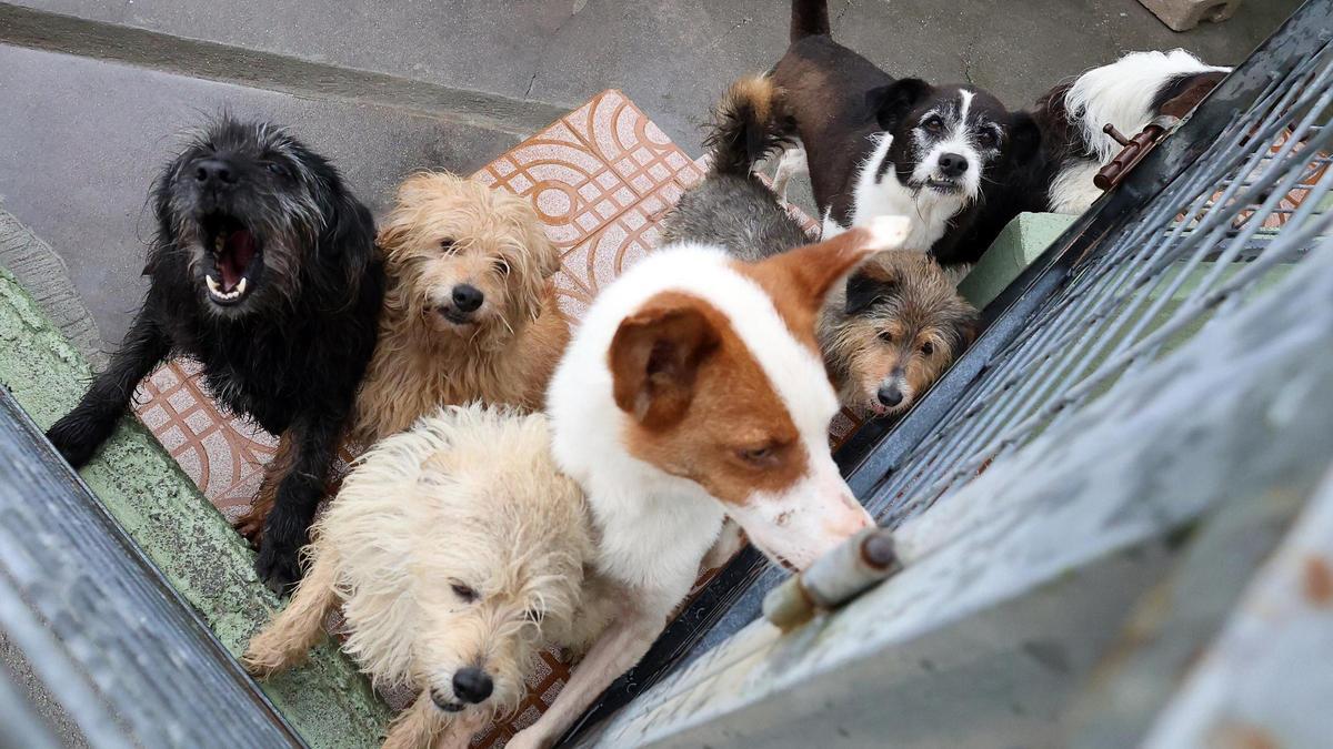 Una sentencia singular: la Audiencia de Vigo establece una «custodia compartida» para un perro que se desarrollará entre Vigo y A Coruña