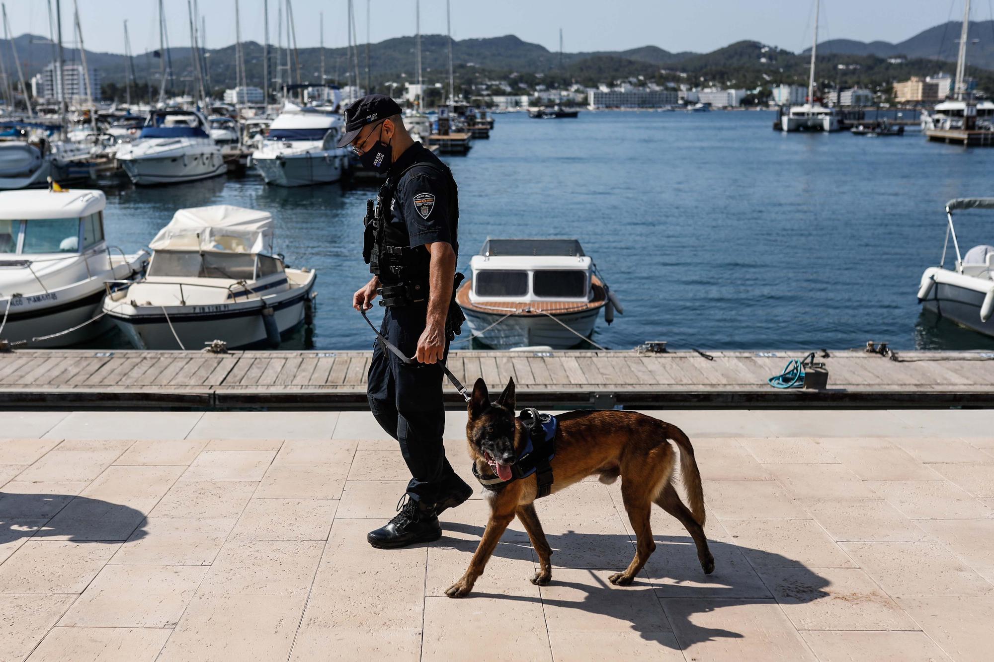 Kata y Mustang, los dos nuevos agentes caninos de Sant Antoni