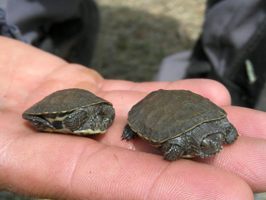 De momento se han localizado cinco ejemplares juveniles recién nacidos, aunque es muy probable que la cifra de «bebés tortuga» sea mayor.