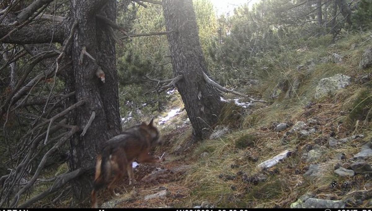 Una càmera de seguiment de l’os bru capta un exemplar de llop a Alins (Lleida)