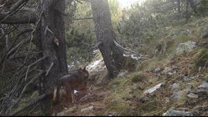Una càmera de seguiment de l’os bru capta un exemplar de llop a Alins (Lleida)