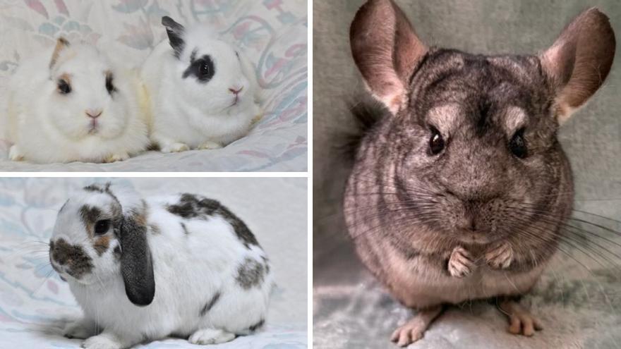 Dos conejitas toy, un conejito belier y una chinchilla buscan hogar desde la Asociación Galega de Animales Exóticos