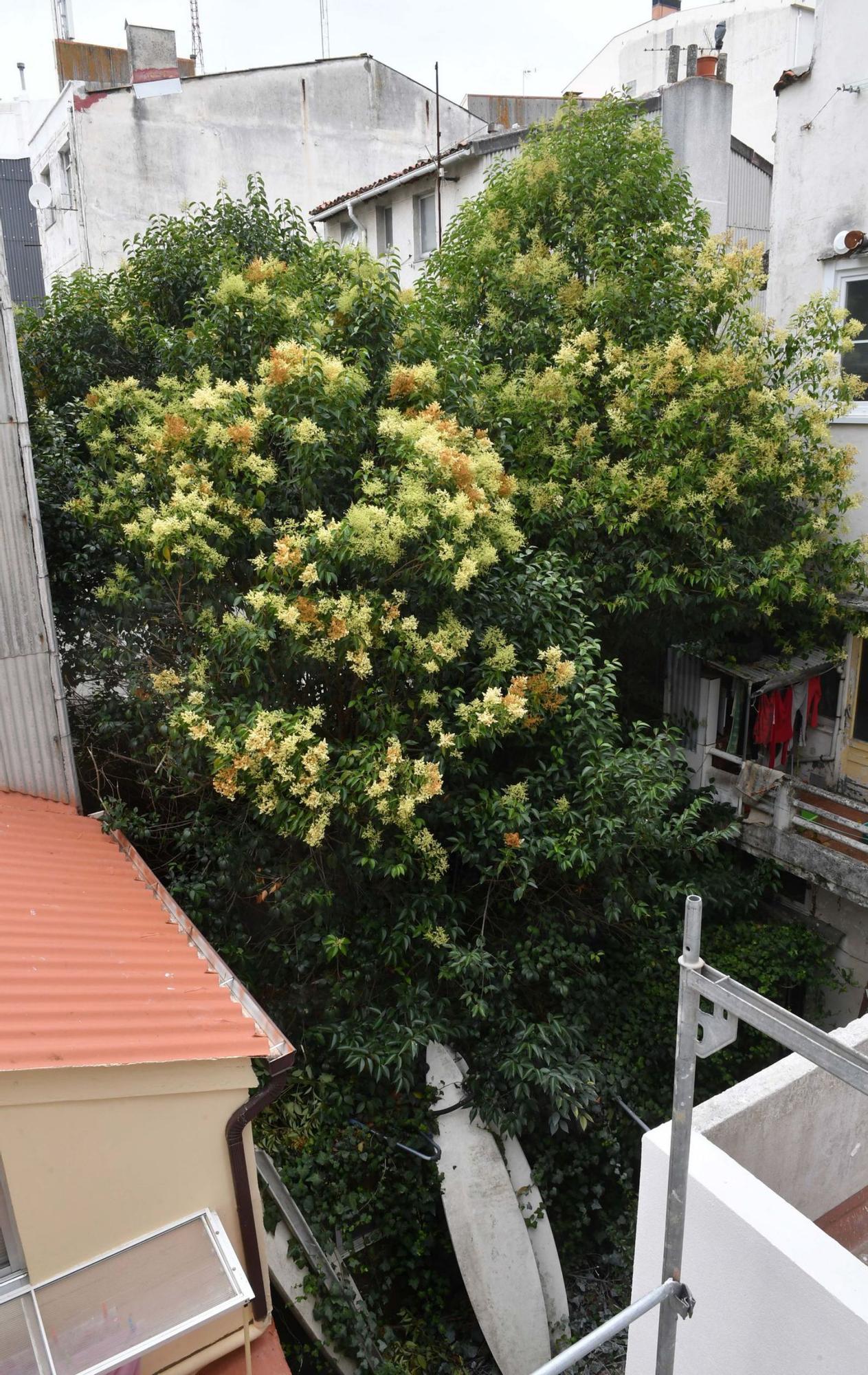 El árbol que crece en el patio trasero de la calle Salgado Somoza, en Zalaeta.  |   // VÍCTOR ECHAVE
