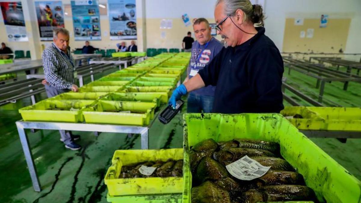 Una subasta de chopo en la lonja de Cambados.