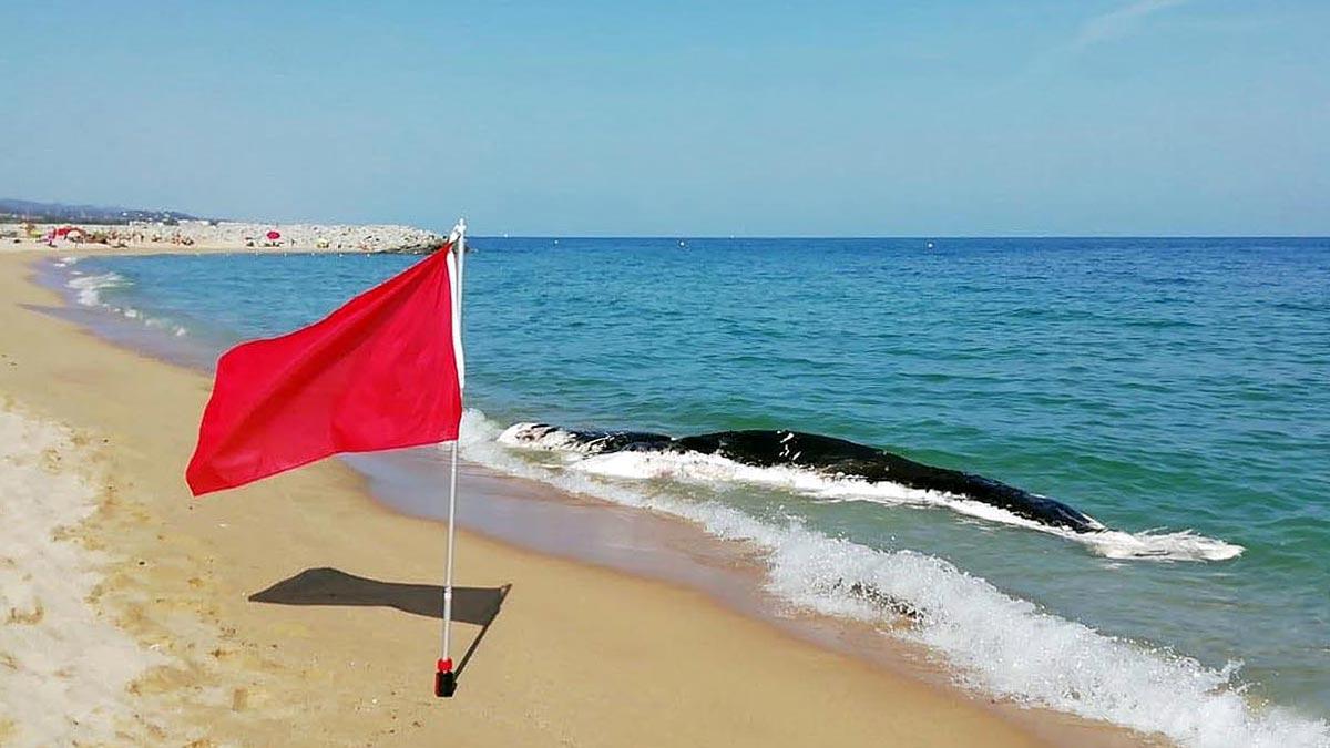 Ballena muerta en la playa de Mataró.