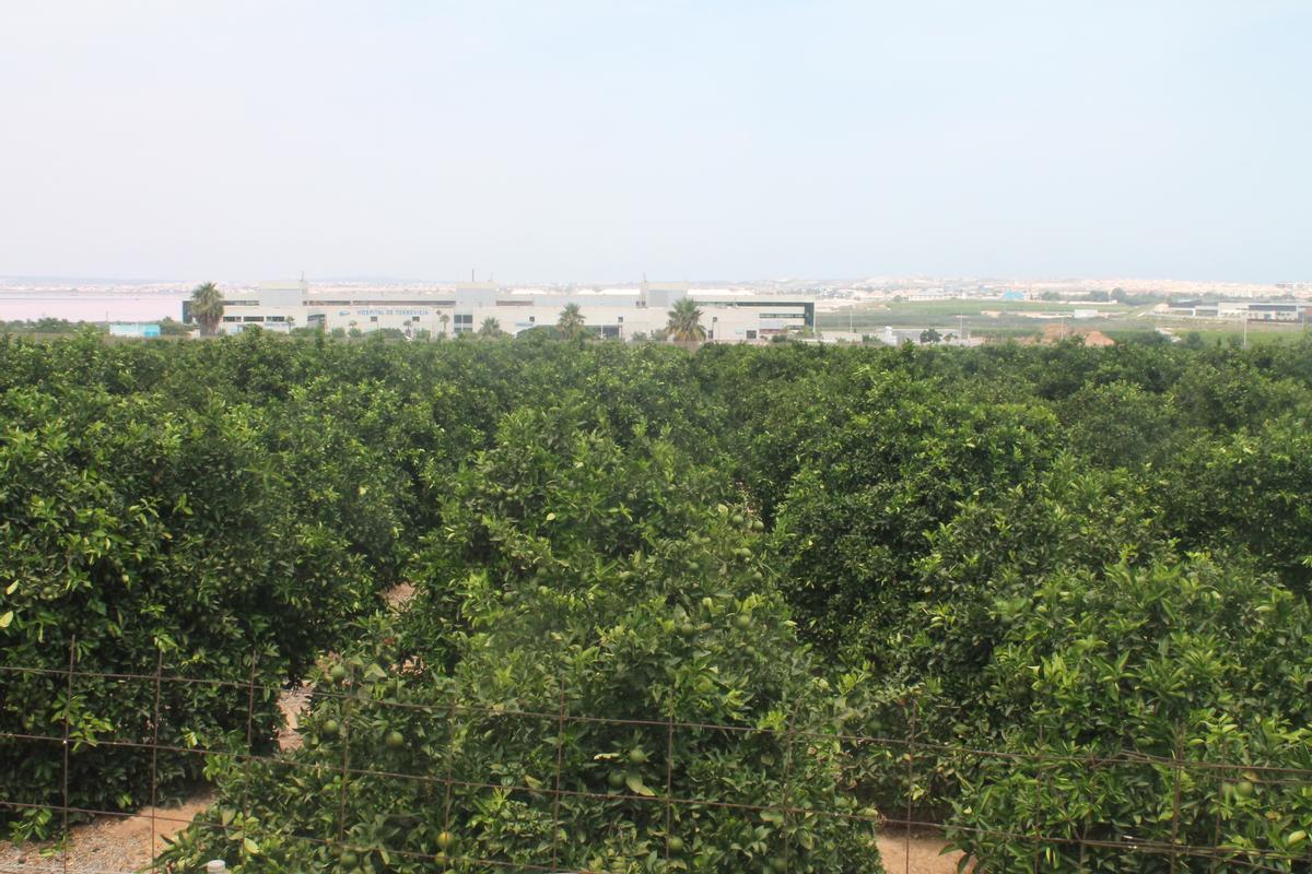 Finca agrícola La Ceñuela incluida en el plan. Al fondo el Hospital de Torrevieja. Imagen de archivo