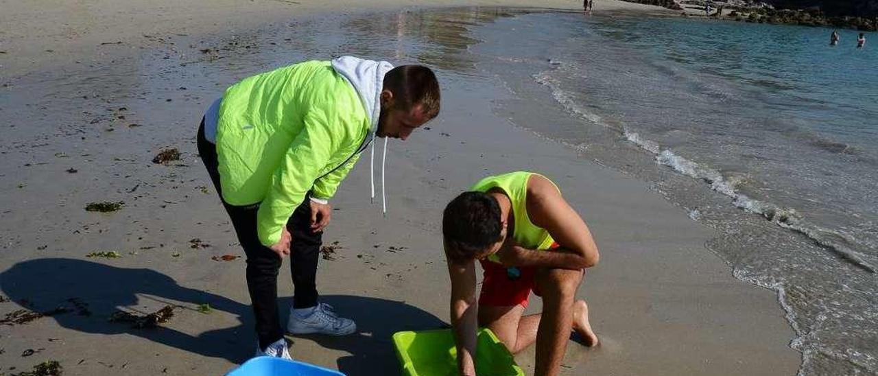 Socorristas del puesto de Salvamento de Nerga recogen algunos ejemplares de este &quot;piojo marino&quot;(recuadro), en la orilla. // Gonzalo N.