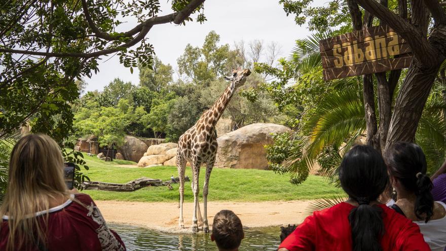 Bioparc: ocio comprometido con el medioambiente