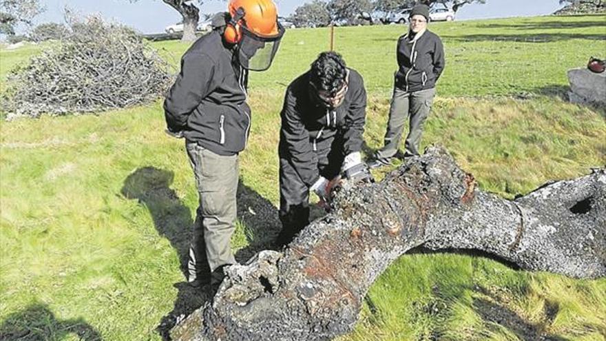 Un programa especializa en forestal y acciones culturales