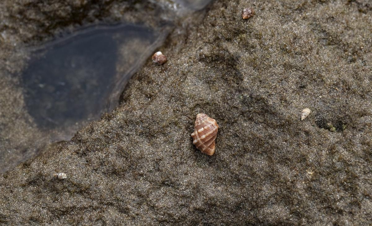 Pequeños moluscos adheridos a las rocas de la playa de Las Canteras en Los Charcones.