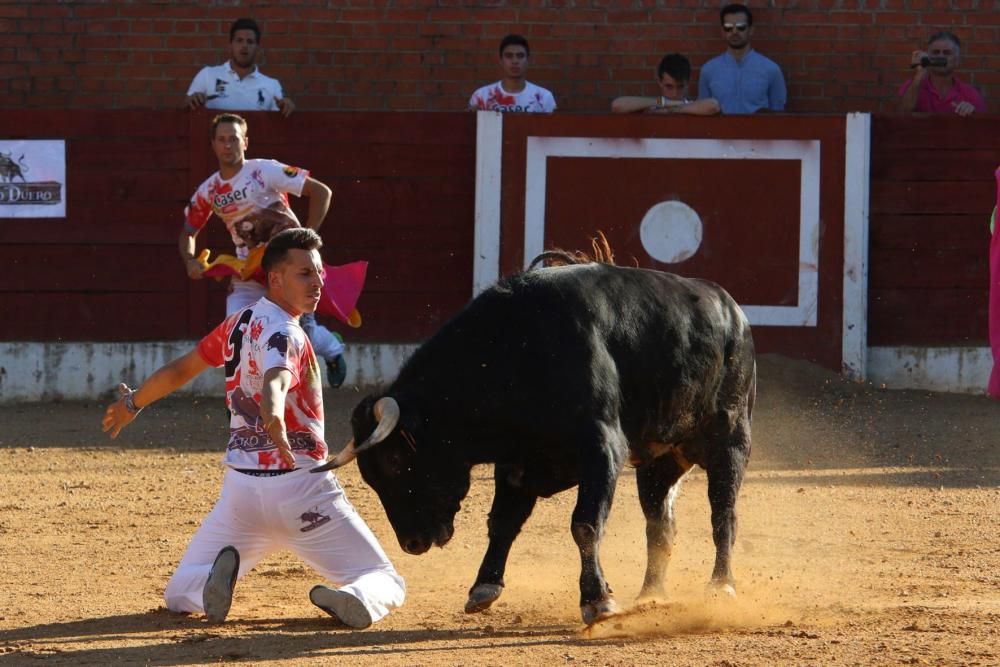 Concurso de cortes en Fuentesaúco.