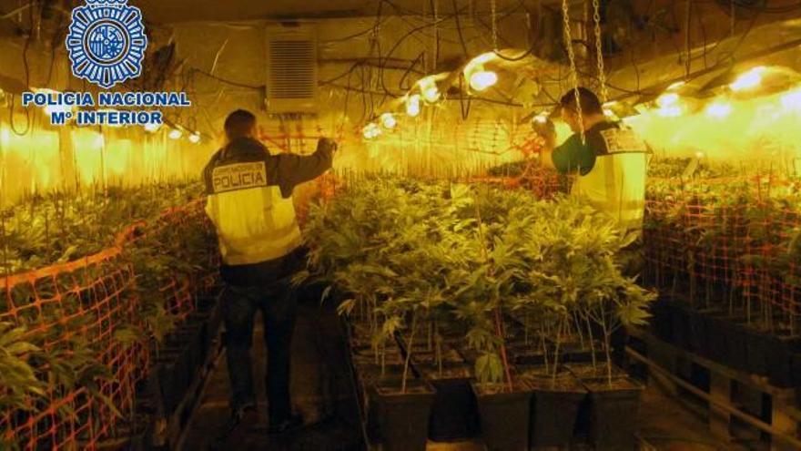 La factoría de marihuana de Xirivella daba beneficios de 40.000 euros al mes