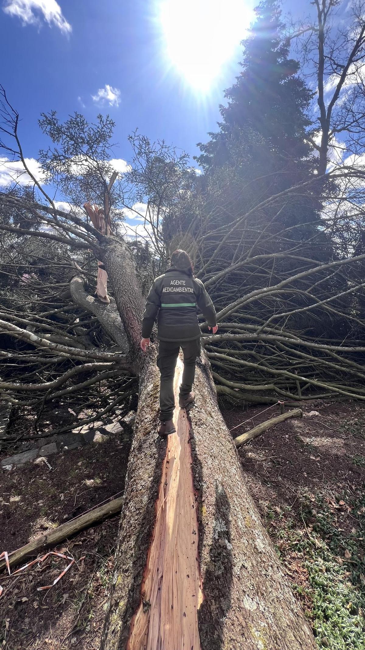 Pinsapo caído en Muelas de los Caballeros