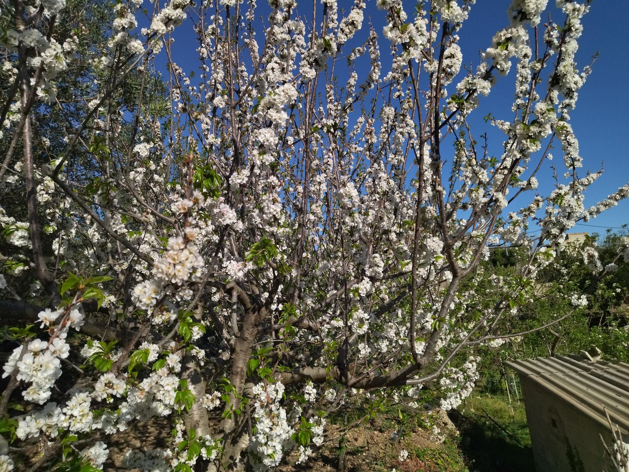 El "Hanami" valenciano: ya florecen los cerezos en la Vall de Laguar