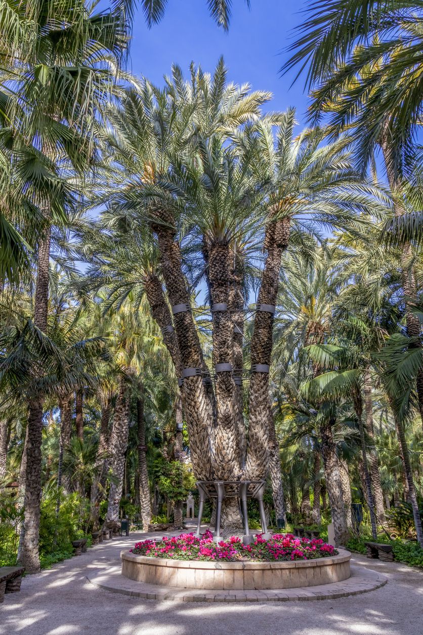 Es un boque único en el mundo, como esta palmera imperial de siete brotes.