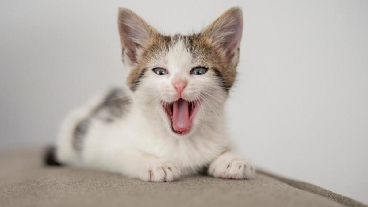 Per què miola amb més efusivitat quan et veu?