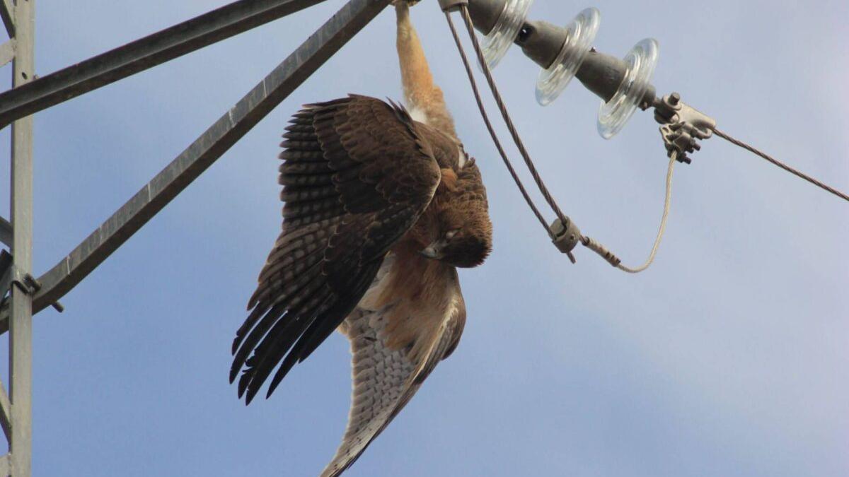 La Fiscalía se querella contra las torres eléctricas que matan aves