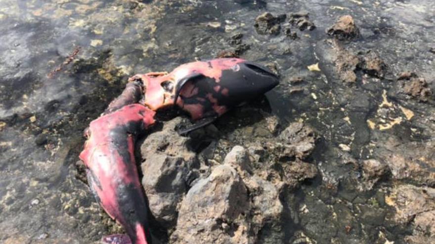 Localizan un cetáceo muerto en la costa norte de Fuerteventura