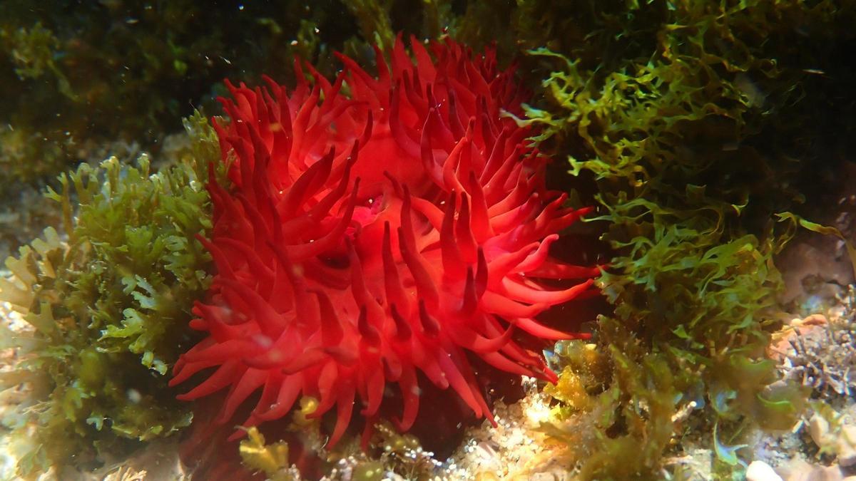 Tomate de mar - Actinia equina.jpg