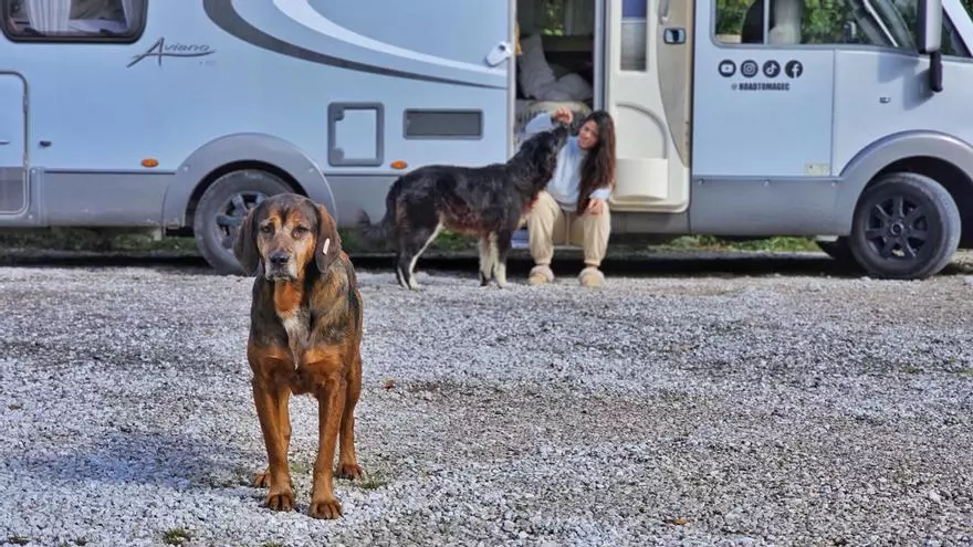 SOS de la pareja tinerfeña que rescata perros en Bosnia