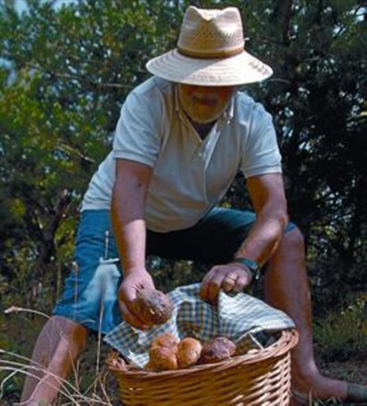 Un expert cull bolets al Pallars Sobirà, la temporada passada.
