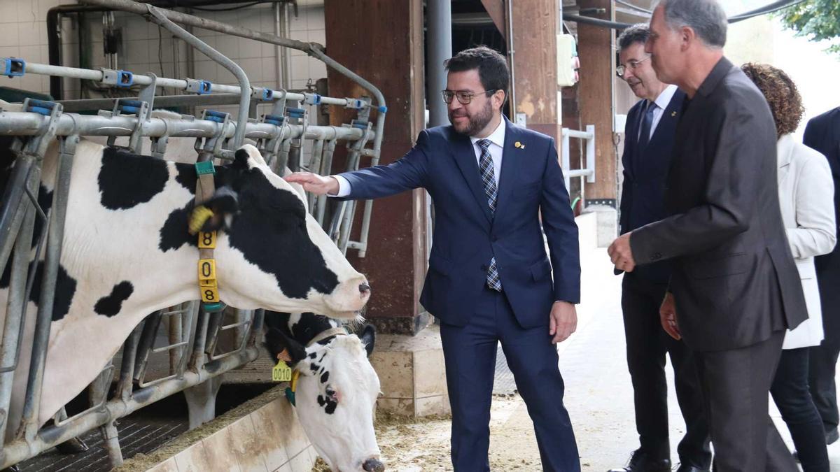 El president de la Generalitat, Pere Aragonès, acaricia una vaca durant la visita a la Fageda