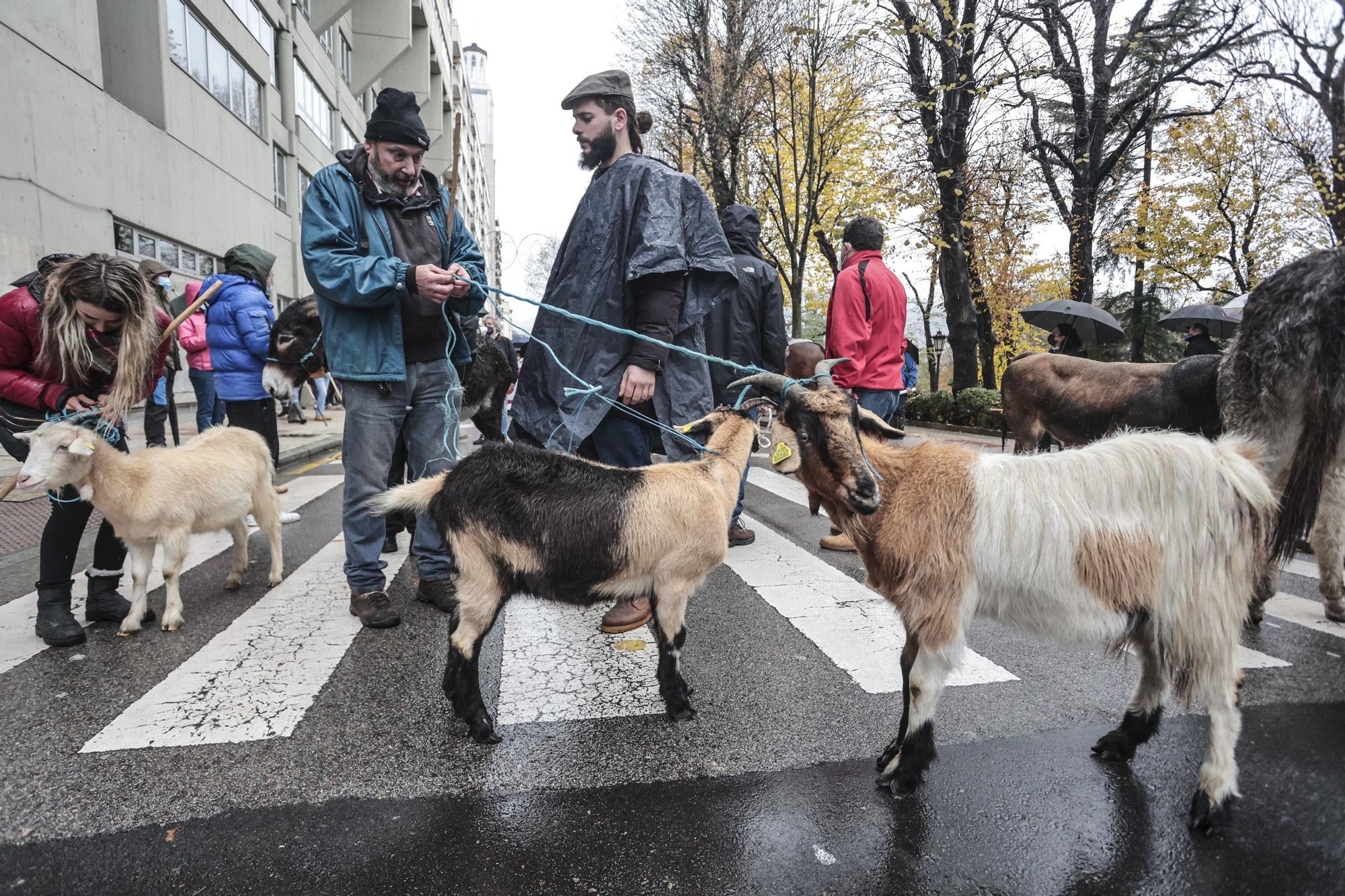 Tractorada en Oviedo de los trabajadores del campo asturiano: "No podemos más"