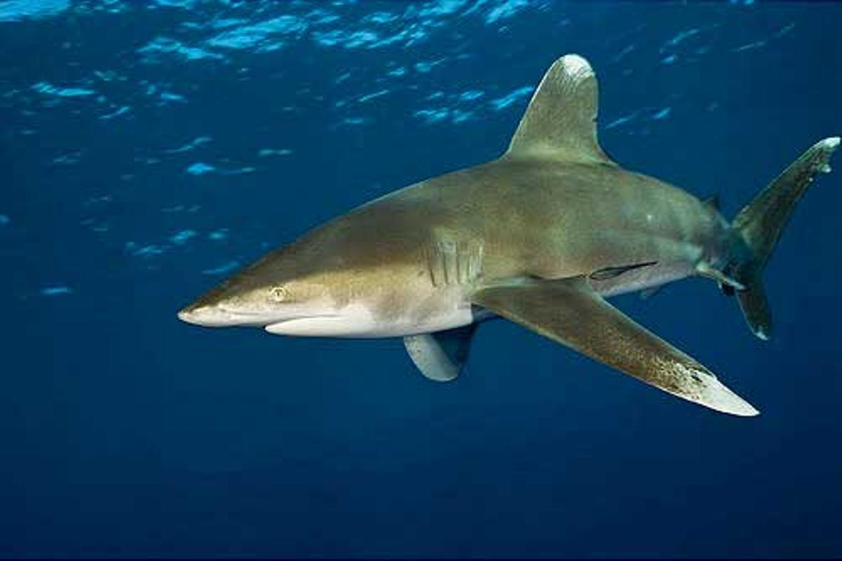 Tiburón oceánico en el Mar Rojo.