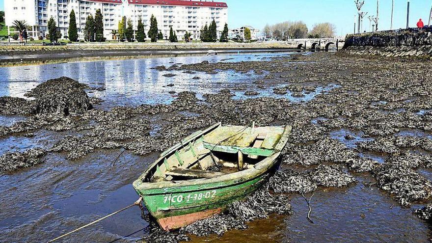 La Sociedade de Historia Natural duda de la efectividad del trasplante de la zostera en la ría