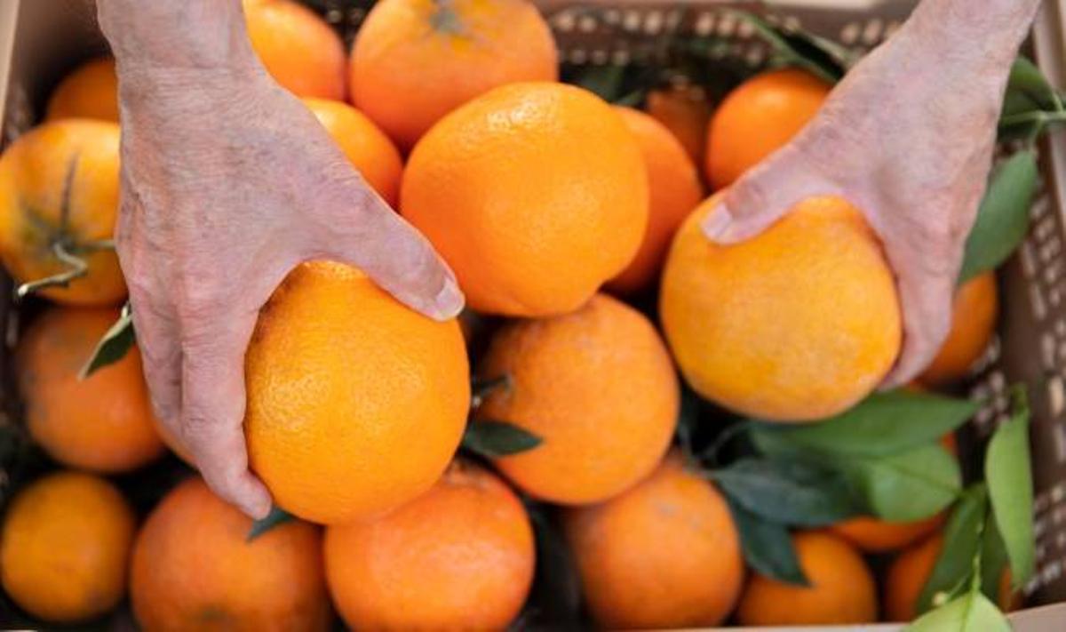 La importación de naranjas procedentes de Egipto ha crecido de manera exponencial en los últimos años.