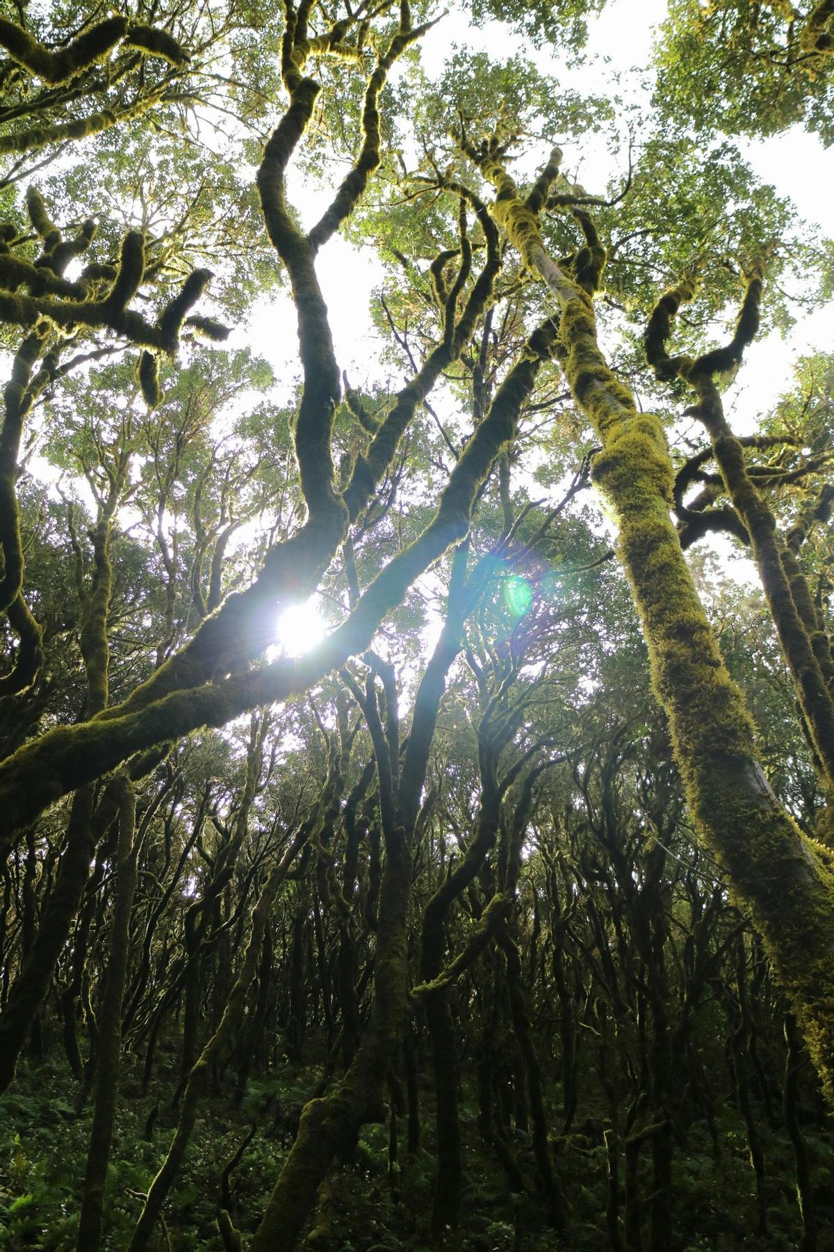 El bosque de laurisilva de La Gomera