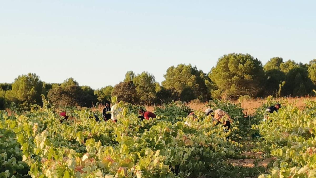 Vendimia en un viñedo de la DO Toro