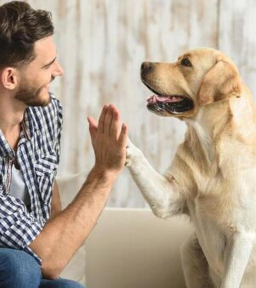 Cariñosa, antidepresiva y antiestrés: esta es la mejor raza de perro que existe