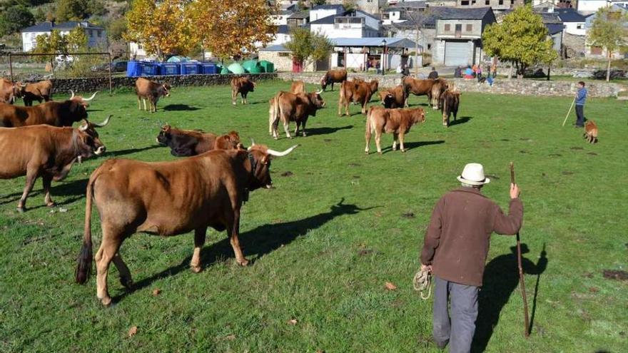 Un ganadero maneja el vacuno expuesto en el ferial de Porto en la mañana de ayer.