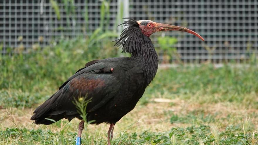Un ibis ermità fa una parada als Aiguamolls en plena migració just quan s'hi està intentant recuperar l'espècie