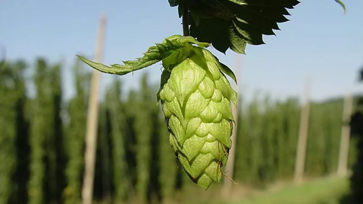 El cultivo del lúpulo Cosecha de Galicia, ejemplo de desarrollo sostenible