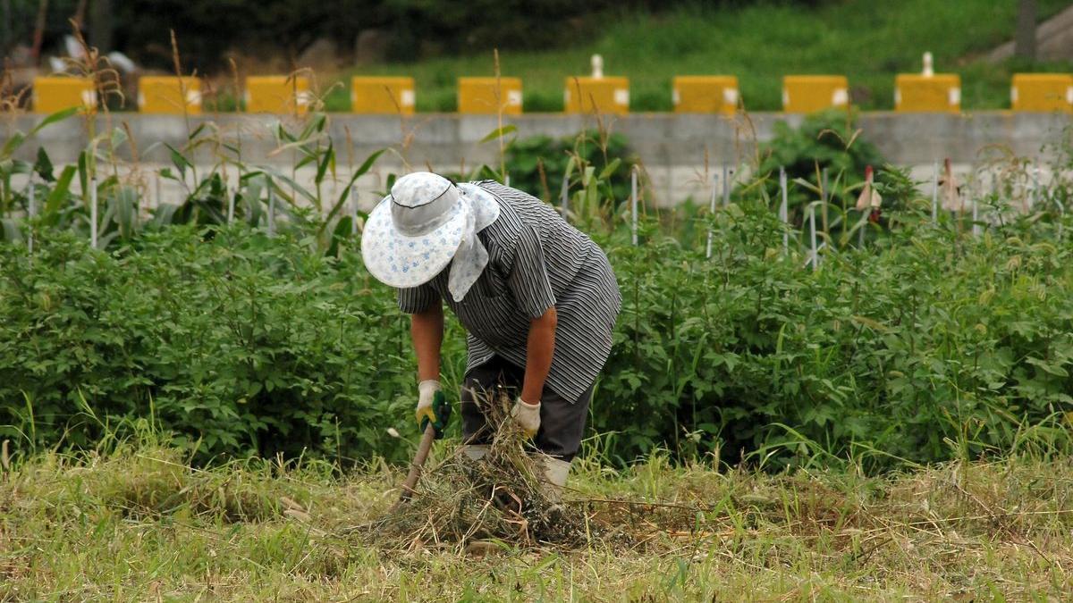 Una mujer trabaja en una explotación agrícola.