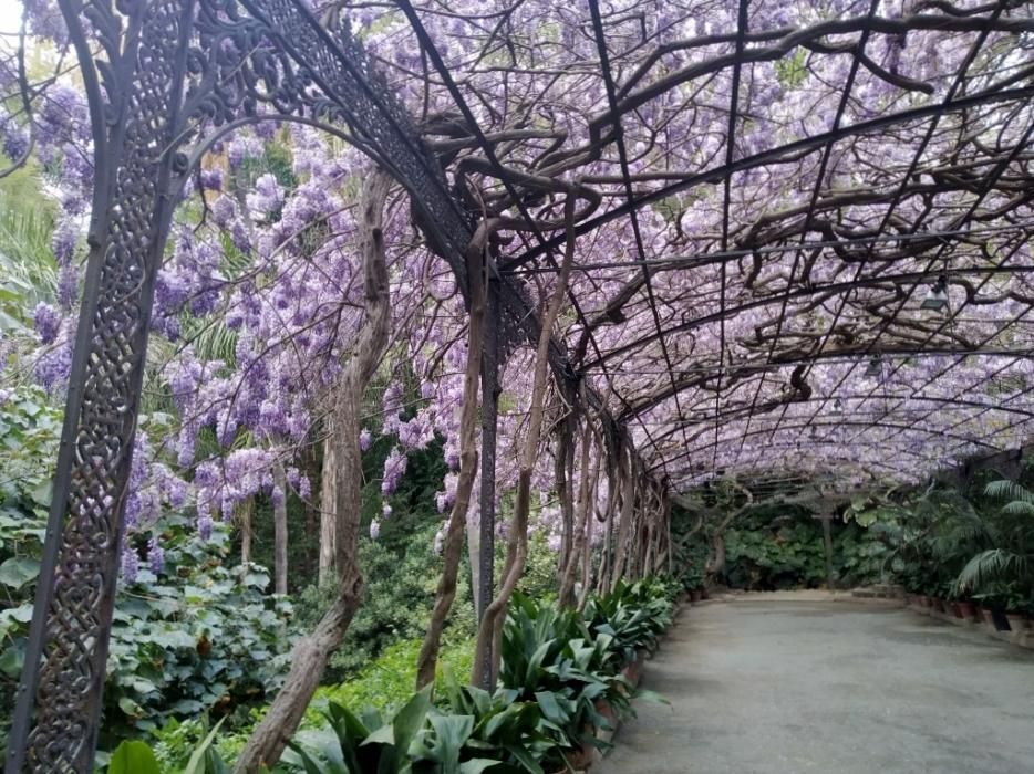 Floración en el Jardín de La Concepción.